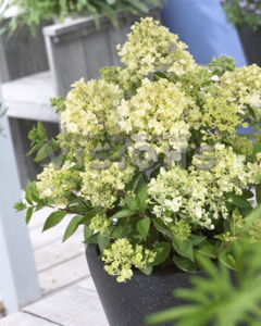 Obraz Hydrangea